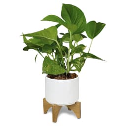 Planter with Bamboo Base - image 6
