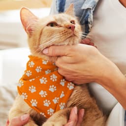 Pet Bandana - Small - image 1