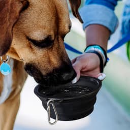 Silicone Collapsible Pet Bowl - image 6