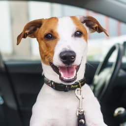 Amigo Dog Collar - image 2